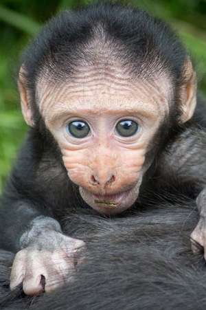 An Adorable Baby Sulawesi Crested Macaque Old World Monkey Journal de Cs Creations