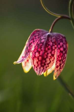 Beautiful Wild Chess Flower Fritillaria Meleagris Journal de Cs Creations