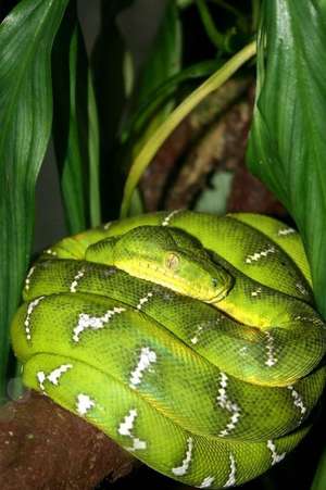 Emerald Boa Constrictor Snake Resting in a Tree Journal de Cs Creations