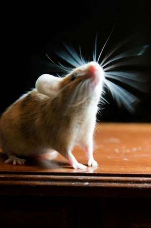 Mouse with Twitching Whiskers Journal de Cool Image