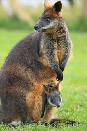 Swamp Wallaby with Joey Journal de Cool Image