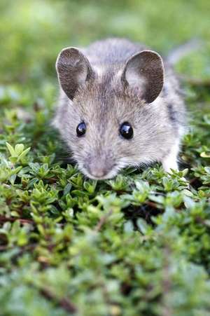 Wood Mouse in the Grass Journal de Cool Image