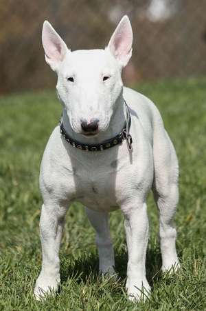 A White Bull Terrier Posing in the Park Dog Journal de Cs Creations