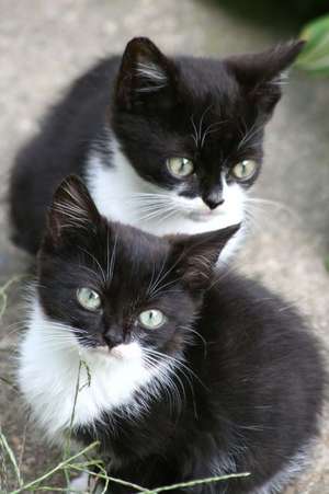 Two Darling Black and White Kittens Journal de Cs Creations