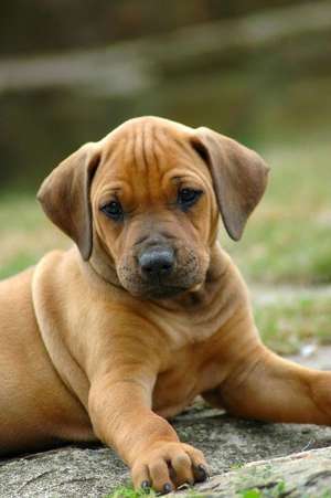 Adorable Little Rhodesian Ridgeback Hound Puppy Dog Journal de Cs Creations