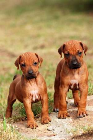 Two Adorable Baby Rhodesian Ridgeback Puppy Dogs Journal de Cs Creations