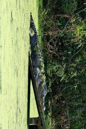 An Alligator Loading Ramp de Unique Journal