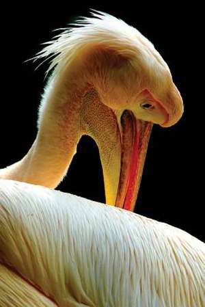 Pelican Notebook de Services, N. D. Author