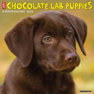 CHOCOLATE LAB PUPPIES 2022 WALL CALENDAR de Willow Creek Press