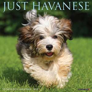 HAVANESE 2022 WALL CALENDAR de Willow Creek Press