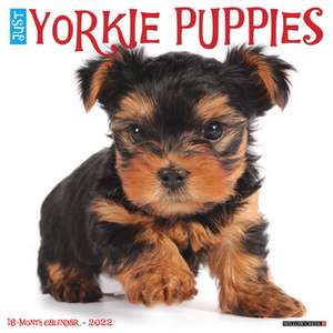 YORKIE PUPPIES 2022 WALL CALENDAR de Willow Creek Press