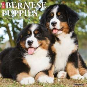 Just Bernese Mountain Puppies 2025 12 X 12 Wall Calendar de Willow Creek Press