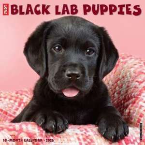 Just Black Lab Puppies 2025 12 X 12 Wall Calendar de Willow Creek Press