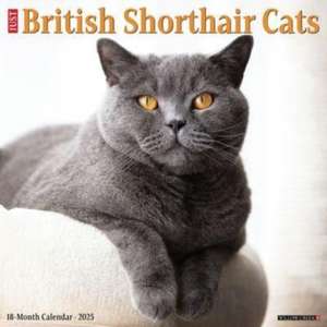 British Shorthair Cats 2025 12 X 12 Wall Calendar de Willow Creek Press