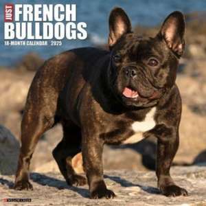 Just French Bulldogs 2025 12 X 12 Wall Calendar de Willow Creek Press