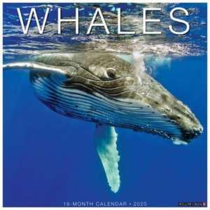 Whales 2025 12 X 12 Wall Calendar de Willow Creek Press