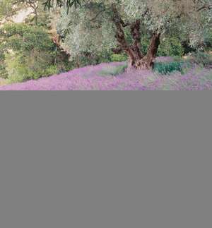 Covering Ground: Unexpected Ideas for Landscaping with Colorful, Low-Maintenance Ground Covers de Barbara W. Ellis