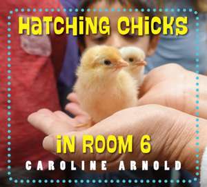 Hatching Chicks in Room 6 de Caroline Arnold