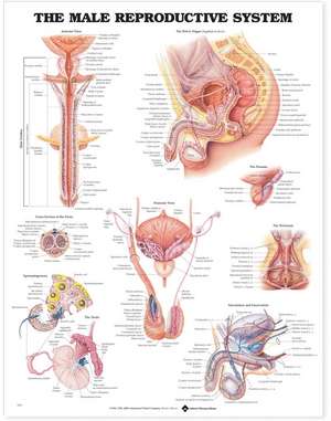 The Male Reproductive System Anatomical Chart de Anatomical Chart Company