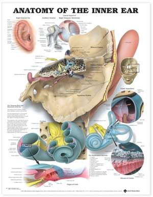 Anatomy of the Inner Ear Anatomical Chart de Anatomical Chart Company