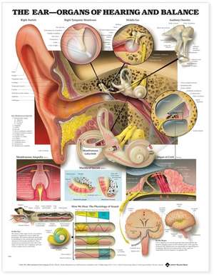 The Ear de Keith Kasnot