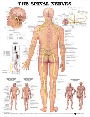 The Spinal Nerves Anatomical Chart de Anatomical Chart Company