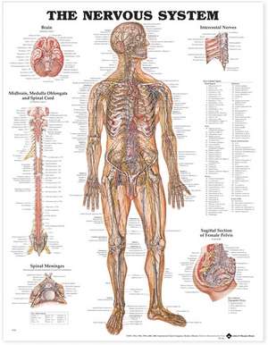 The Nervous System Anatomical Chart de Anatomical Chart Company