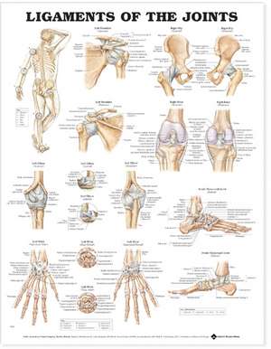 Ligaments of the Joints Anatomical Chart de Anatomical Chart Company