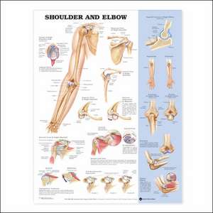 Shoulder and Elbow Anatomical Chart de Anatomical Chart Company