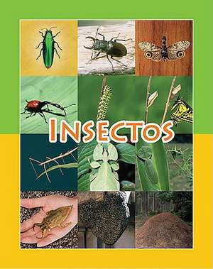 Insectos de Amy White