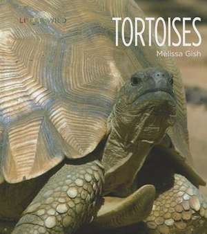 Tortoises de Melissa Gish