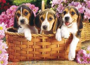 Just Beagles Jigsaw Puzzle de Ron Kimball