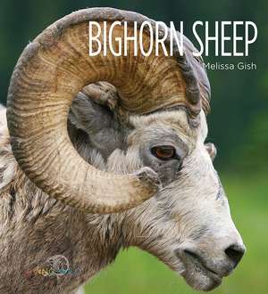 Bighorn Sheep de Melissa Gish