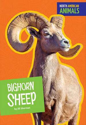 Bighorn Sheep de Jill Sherman