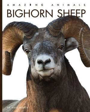 Bighorn Sheep de Kate Riggs