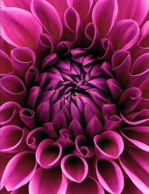 Dahlia Composition Book de O'Neil Publishing