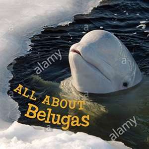 All about Belugas de Jordan Hoffman