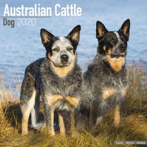 Australian Cattle Dog Calendar 2020 de Avonside Publishing Ltd