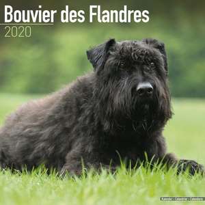 Bouvier des Flandres Calendar 2020 de Avonside Publishing Ltd