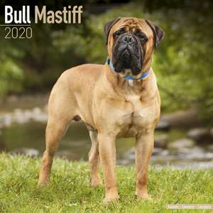 Bull Mastiff Calendar 2020 de Avonside Publishing Ltd