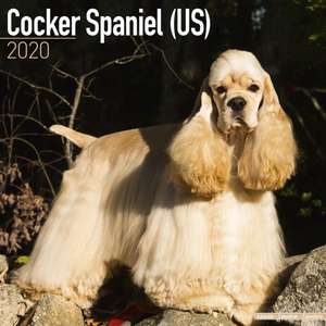 Cocker Spaniel (US) Calendar 2020 de Avonside Publishing Ltd