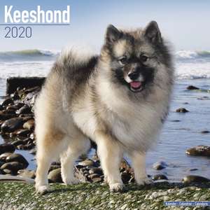 Keeshond Calendar 2020 de Avonside Publishing Ltd