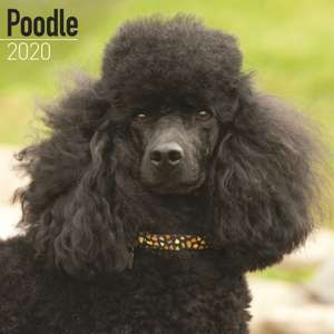 Poodle Calendar 2020 de Avonside Publishing Ltd