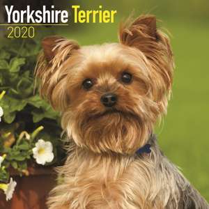 Yorkshire Terrier Calendar 2020 de Avonside Publishing Ltd