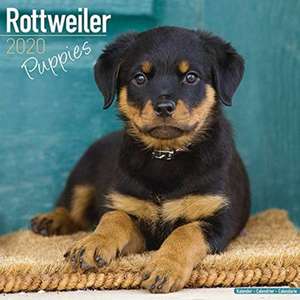 Rottweiler Puppies - Rottweiler Welpen 2020 de AVONSIDE PUBLISHING