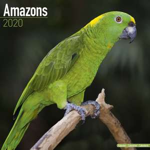 Amazons - Amazonenpapageien 2020 de AVONSIDE PUBLISHING