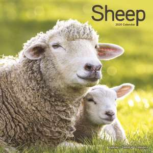 Sheep Calendar 2020 de Avonside Publishing Ltd