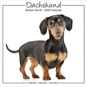 Dachshund Studio Calendar 2019 de Avonside Publishing Ltd