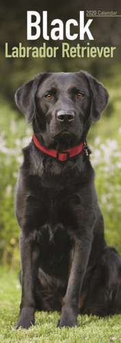 Black Labrador Retriever Slim Calendar 2020 de Avonside Publishing Ltd