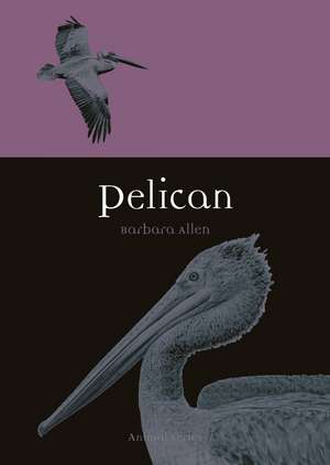 Pelican de Barbara Allen